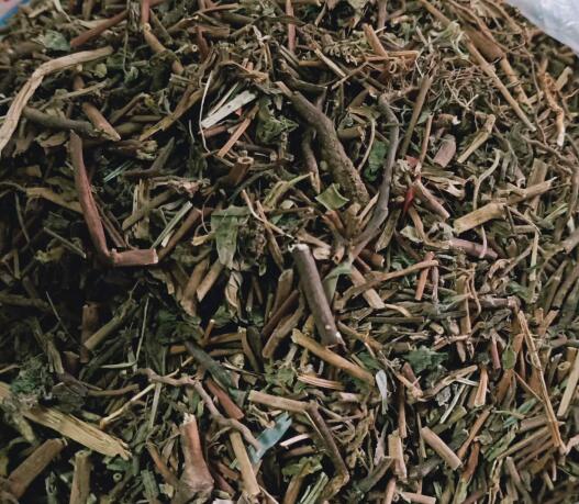 飛揚(yáng)草 Euphorbia hirta