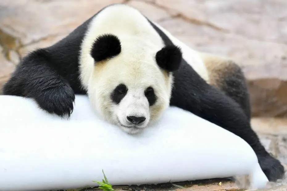 普菲德七月新品推薦-當(dāng)藥醇苷，鹽酸黃柏堿，紫花前胡苷元 等對(duì)照品